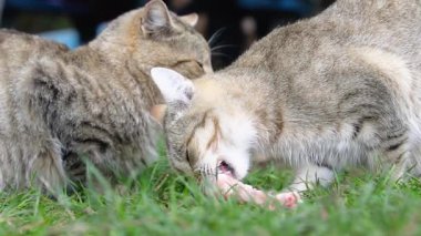Aç sokak kedisi tavuk kemikleri kemiriyor.