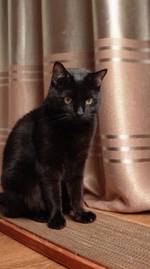 Güzel siyah evcil kedi bir tırmalama direğinde kameranın önünde oturuyor.