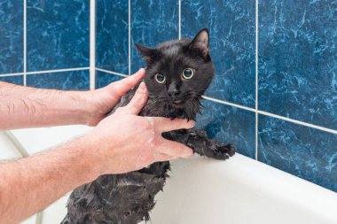 Siyah bir kediyi banyoda yıkıyorum..