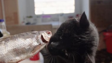 Kara aç bir kedi kafasını ısırarak kurutulmuş balık yemeye çalışır.