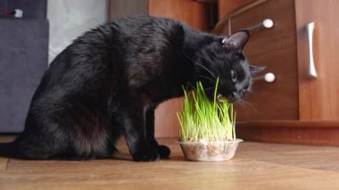 Kara kedi yeşil ot yer, evcil hayvan bakımı yapar.