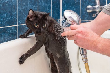 Siyah bir kediyi banyoda yıkıyorum..