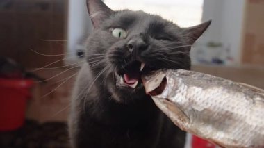 Kara aç bir kedi kafasını ısırarak kurutulmuş balık yemeye çalışır.