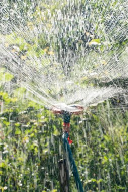 Bahçede gün batımında meyve ve sebzeleri sulayan bir bahçe. Dönen fıskiyeli bahçe sulama sistemi.