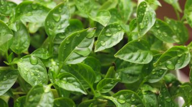 Suladıktan sonra biber tohumu, yeşil fidelerin üzerine su damlası