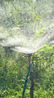 Bahçede gün batımında meyve ve sebzeleri sulayan bir bahçe. Dönen fıskiyeli bahçe sulama sistemi