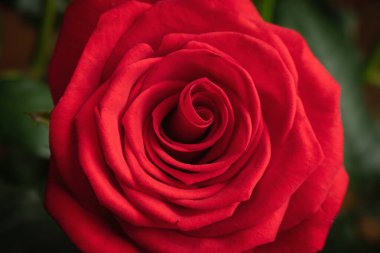 Kırmızı gül çiçeği, yakın plan, doku.