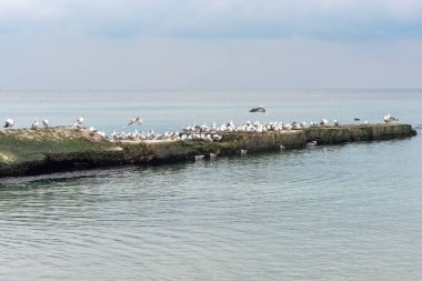 Bulutlu bir havada, denizin beton iskelesindeki bir martı sürüsü..