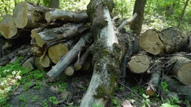 Ormanda kesilmiş ve istiflenmiş eski kütükler