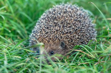 Bir yaz günü açık havada yeşil çimlerde vahşi kirpi..