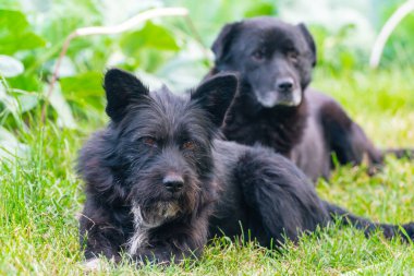 İki siyah köpek yeşil çimlerde yatıyor..