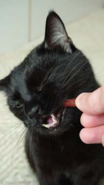 Şirin siyah güzel kedi iştahla kedi maması yiyor.