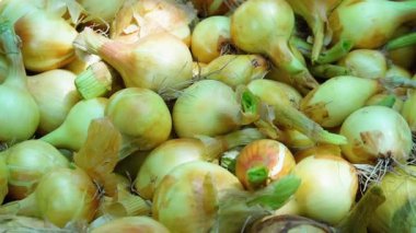 Süpermarkette taze soğan hasadı