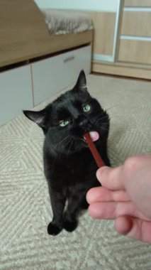 Şirin siyah güzel kedi iştahla kedi maması yiyor.