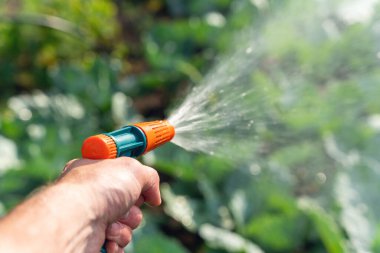 Bahçıvanın eli bir hortumu spreyle tutuyor ve bahçedeki bitkileri suluyor..