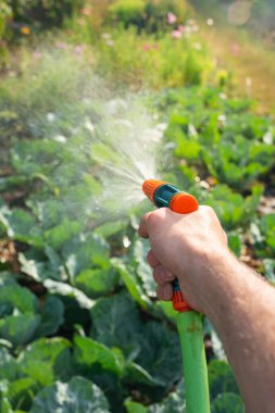 Bahçıvan elinde spreyli hortum ve bahçede lahana tutuyor..