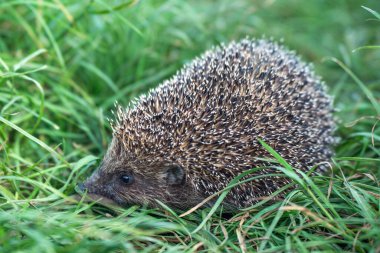 Bir yaz günü açık havada yeşil çimlerde vahşi kirpi..
