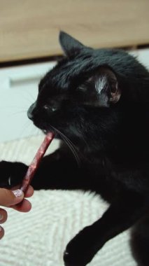 Şirin siyah güzel kedi iştahla kedi maması yiyor.