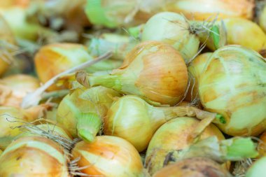 Süpermarkette taze soğan hasadı.