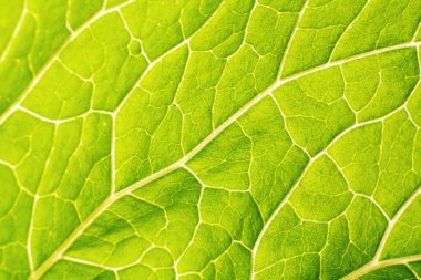 Açık arkaplan dokusuna karşı yeşil yaprak.