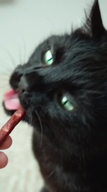 Şirin siyah güzel kedi iştahla kedi maması yiyor.