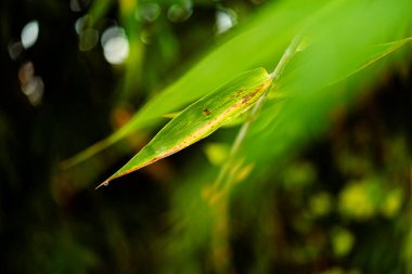 Arka planda bulanık yeşilliklerle çevrili yeşil bir yaprağın yakın görüntüsü
