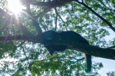 Khao Kheow Açık Hayvanat Bahçesi, Chonubri, Tayland 'da bir ağaç dalında uzanan siyah bir lemur silueti.