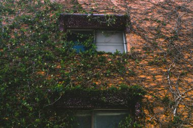 Yeşil sarmaşıklarla kaplı turuncu bir duvar.