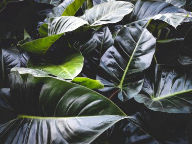 Büyük yeşil yapraklar, yeşilin çeşitli tonları ve dokulardan oluşan yoğun bir düzenleme.