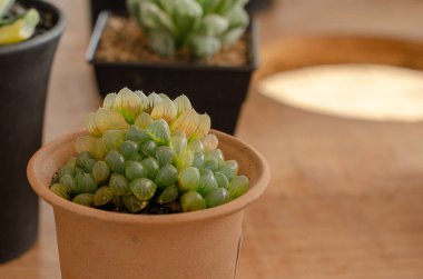 Terracotta tenceresinde sulu bir bitki