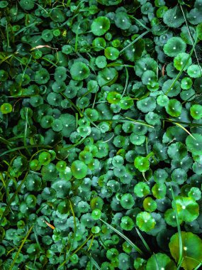 Yeşil yaprağın yoğun alanının üst görüntüsü, yaprakların boyutu ve şekli farklıdır ama çoğunlukla daireseldir.