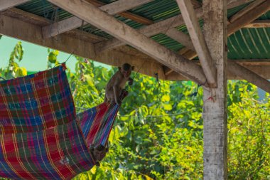 İki maymun, ahşap bir yapının altında hamağın keyfini çıkarırken, arka planda yeşil yapraklar belirsizleşiyor.