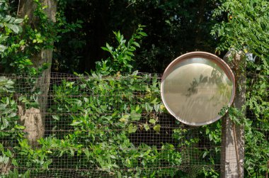 Yol kenarındaki çitlere monte edilmiş yuvarlak bir ayna, yeşil yapraklarla çevrili, parlak ve aynadaki ışığı yansıtıyor.