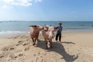 Chon Buri, Tayland - 29 Ekim 2018: Küçük dalgalar ve arka planda dalgalanmalar olan kumlu sahilde açık pembe-beyaz bir bufalo