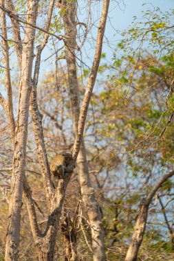 Monkeys climbing on a tree, rough bark texture and is surrounded by other trees and greenery clipart