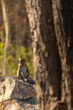 A monkey sitting on a rock, with a tree trunk in the foreground clipart