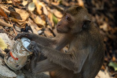 A monkey interacting with a metal can surrounded by fallen leaves clipart