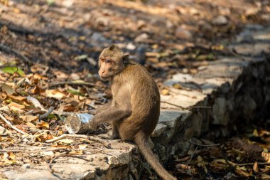 A monkey sitting on a stone pathway surrounded by fallen leaves clipart