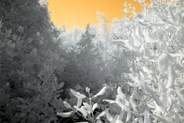 Kızıl ötesi filtrede yakalanan yoğun bir orman, gökyüzü parlak turuncu bir gökyüzü ile yeşilliği yalın, beyaz bir manzaraya dönüştürüyor.