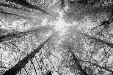 Kızıl ötesi fotoğrafçılık, ağaçların dalları ve gövdeleri arasından yukarıya doğru bakıyor.