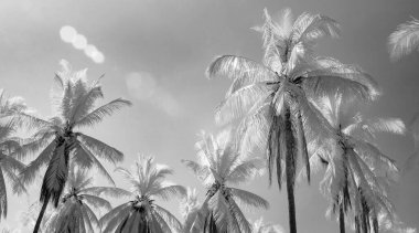 Kızıl ötesi fotoğrafçılık, yoğun hindistan cevizi ağaçlarının siyah beyaz görüntüsü.