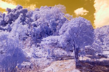 Kızılötesi fotoğrafçılık, açık sarı gökyüzü ile birlikte mor tonlarda görünen ağaçlar ve bitkilerin yer aldığı bir manzara.