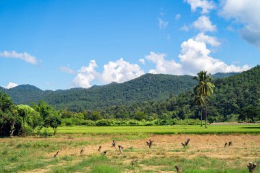 Kızılötesi fotoğrafçılık, yeşilliklerle kaplı yuvarlanan tepeleri barındıran sakin bir manzara.