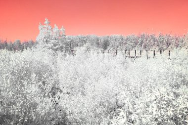 Infrared photography, a landscape with a bright, vividly colored background, a gradient of warm colors, ranging from orange to pinkish hues clipart