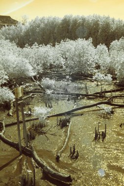 Kızılötesi fotoğrafla yakalanmış bir mangrov bataklığı. Görüntüde canlı sarı bir gökyüzü ve mangrov ağaçları var.