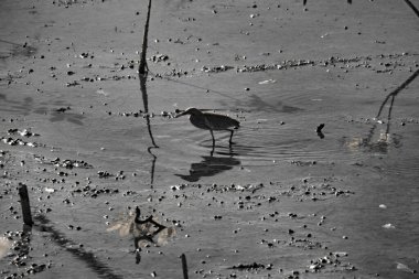 Kızılötesi fotoğraf, sakin, tek renkli sığ sularda yüzen bir kuşun sahnesi.