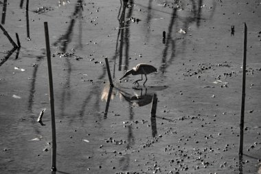 Kızılötesi fotoğraf, sakin, tek renkli sığ sularda yüzen bir kuşun sahnesi.