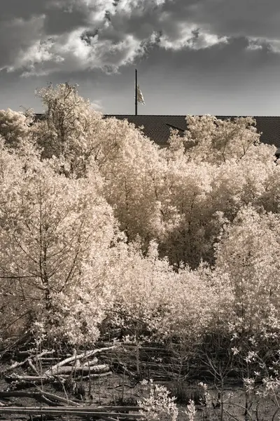 Kızılötesi fotoğraf, Mangrove Ormanı bölgesinde bitki örtüsü bakımından zengin bir manzara.