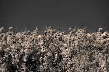 Infrared photography, a dense forest canopy with bats clipart