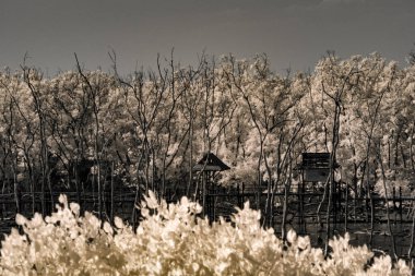 Infrared photography, small structure with bare trees in the background at mangrove forest clipart